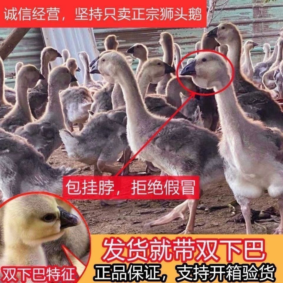 (4只装)正宗纯种澄海狮头鹅特大观赏鹅农家散养潮汕【宠物鸭17