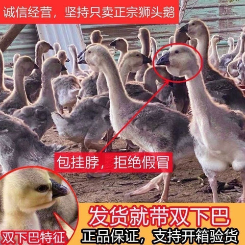 （4只装）正宗纯种澄海狮头鹅特大观赏鹅农家散养潮汕【宠物鸭17