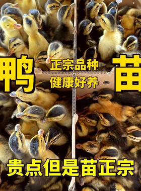 【包活到家】小鸭子活体鸭崽鸭活物大种麻鸭肉鸭黄鸭产蛋番鸭宠物