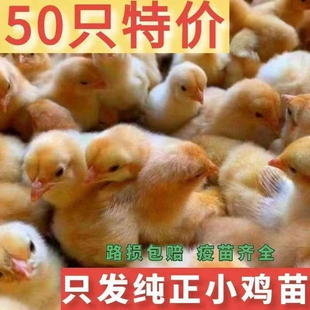 五黑鸡小鸡活苗三黄鸡苗土鸡苗种蛋青脚麻鸡苗九斤红脱温鸡苗宠物