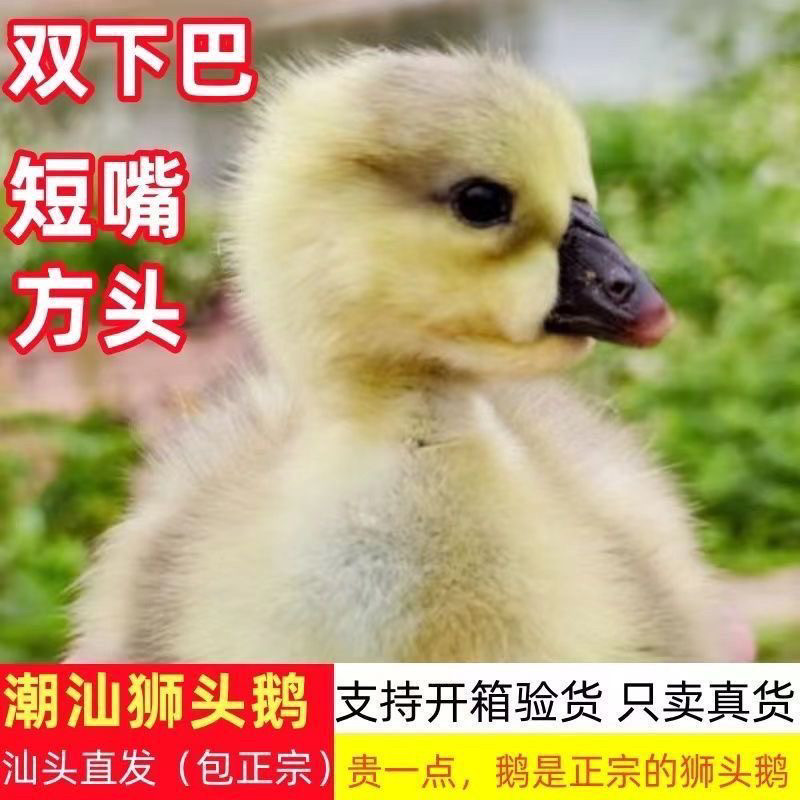 (4只装)正宗纯种澄海狮头鹅特大观赏鹅农家散养潮汕【宠物鸭】2