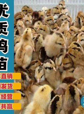 小鸡活苗三黄鸡苗土鸡苗种蛋青脚麻鸡苗九斤红五黑鸡脱温鸡苗宠物