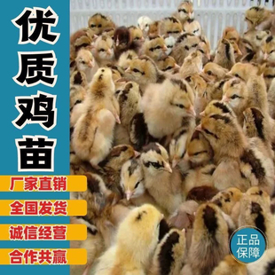 小鸡活苗三黄鸡苗土鸡苗种蛋青脚麻鸡苗九斤红五黑鸡脱温鸡苗宠物