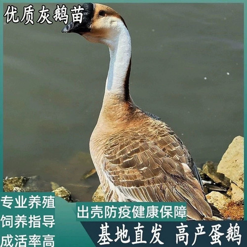 （6只装）正宗纯种大种灰鹅看家鹅特大观赏鹅农家散养【宠物鸭】1