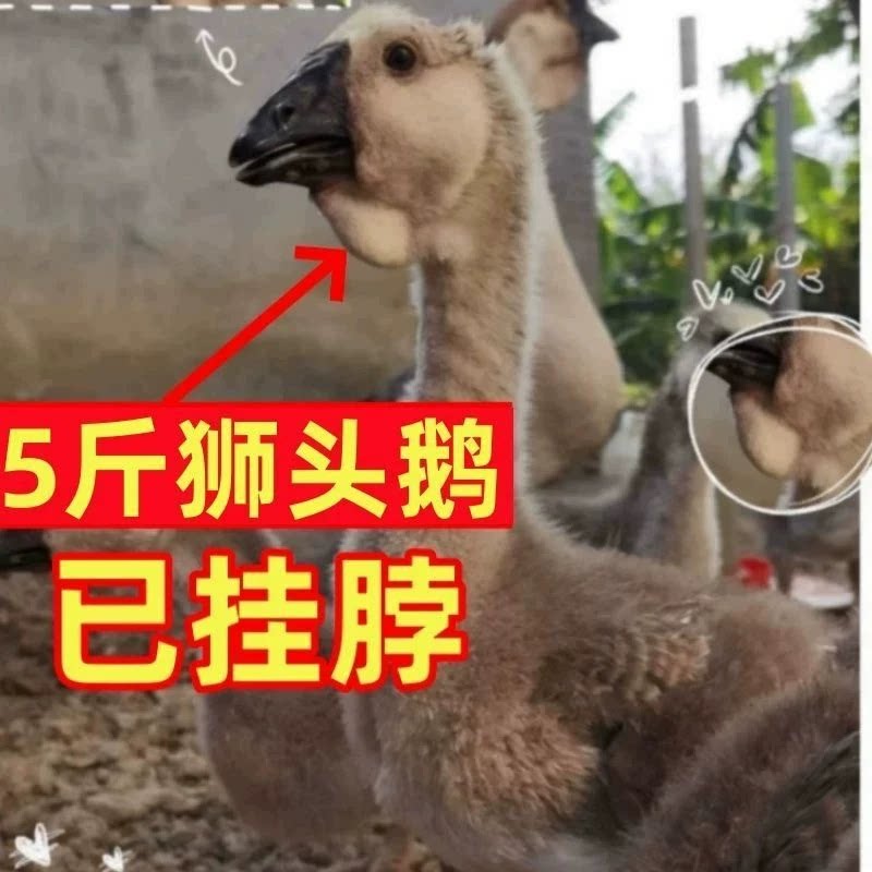 （4只装）正宗纯种澄海狮头鹅特大观赏鹅农家散养潮汕【宠物鸭14