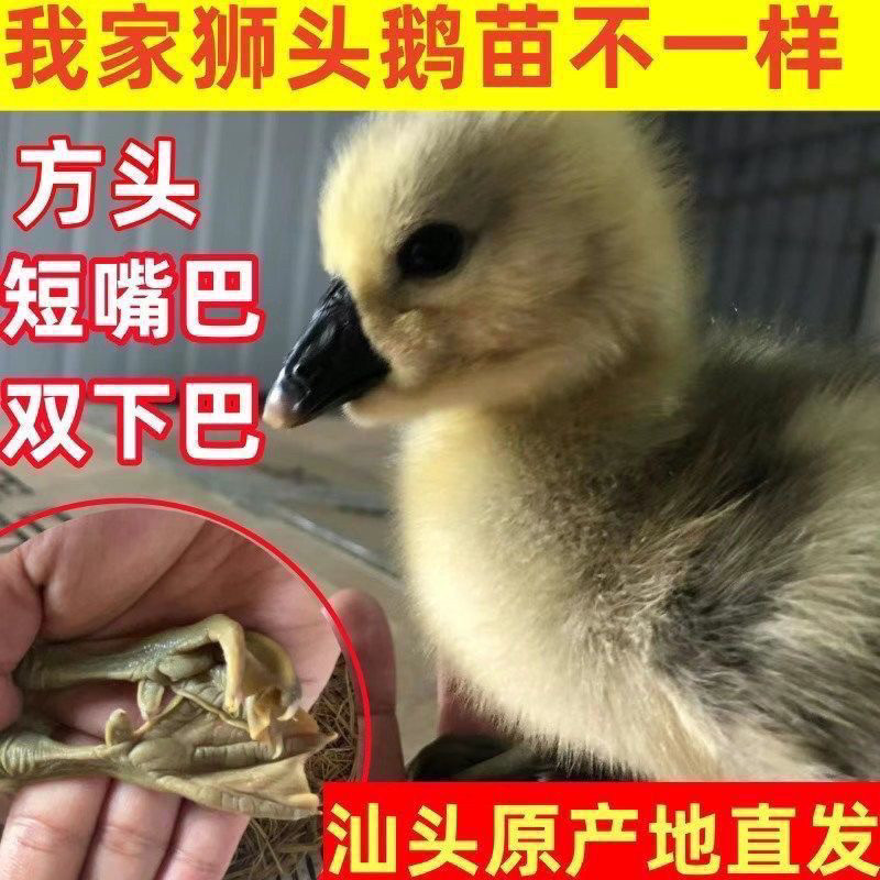 (4只装)正宗纯种澄海狮头鹅特大观赏鹅农家散养潮汕【宠物鸭】4