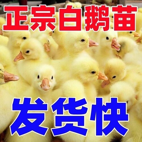 (10只装)四季白鹅农村散养快大浙东白鹅五龙鹅皖西鹅【宠物鸭】8