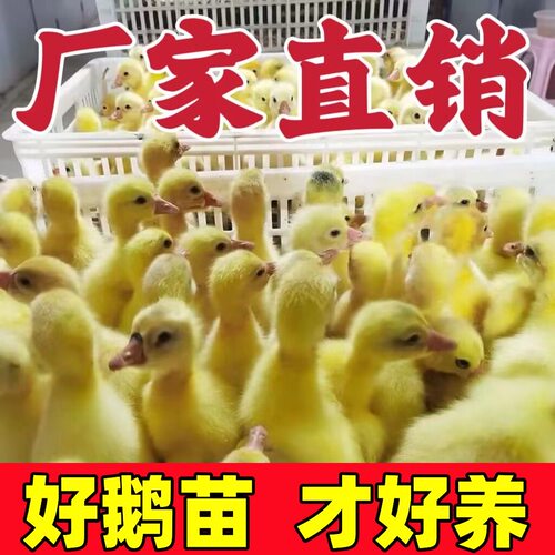(10只装)四季白鹅农村散养快大浙东白鹅五龙鹅皖西鹅【宠物鸭】7