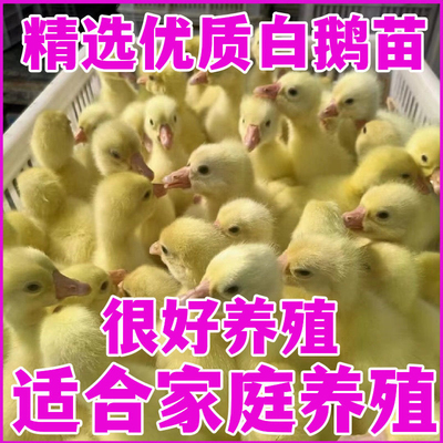 产蛋王白鹅四季鹅农村散养快大浙东白鹅五龙鹅皖西鹅活体宠物鹅