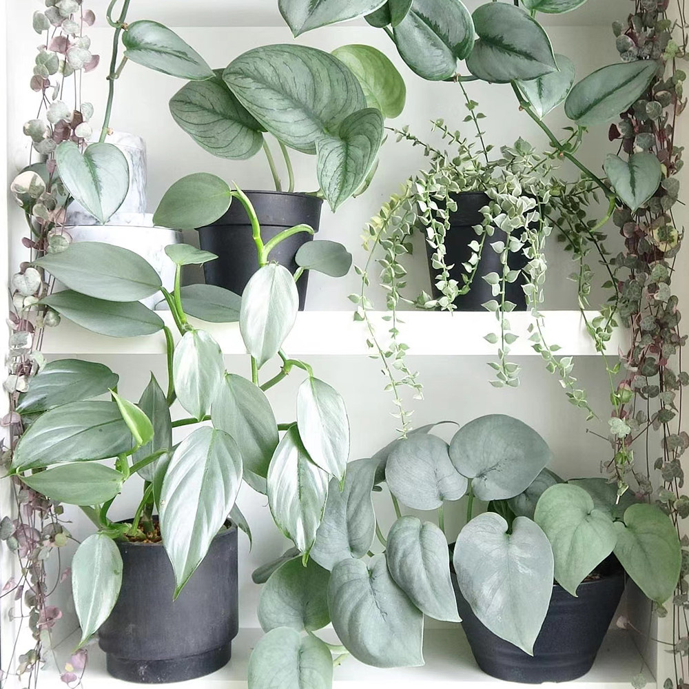 银叶蔓绿绒 书房趣味观叶植物 室内净化清新空气