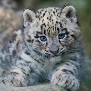 守护濒危动物 捐1元 与我们一起共同守护濒危动物保护 公益宝贝