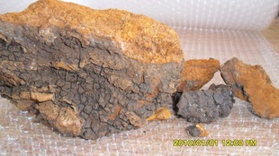 俄 罗斯白华树茸口岸发货包邮