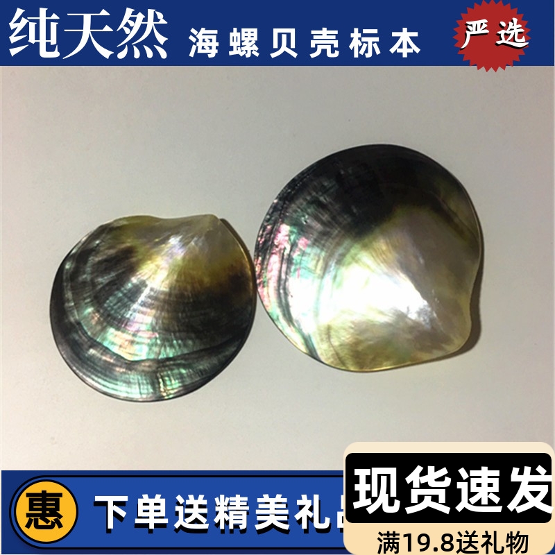 天然珍珠贝大溪地黑蝶贝抛光贝首饰海星贝壳海螺摆件贝壳工艺品