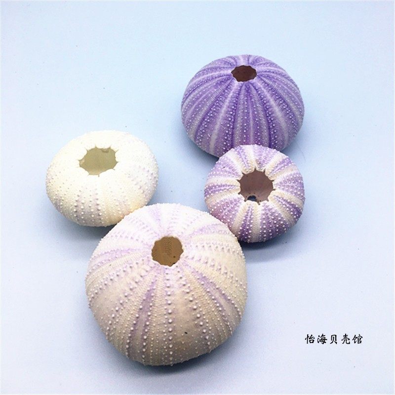 梦幻海胆天然紫海胆壳创意礼物海螺贝壳diy挂饰桌摆件婚礼装饰