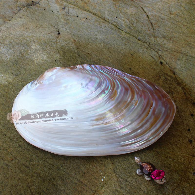 珍珠贝河蚌天然贝壳海螺饰品摆件家居地中海新品景造珊瑚装饰鱼缸