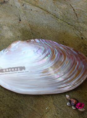 珍珠贝河蚌天然贝壳海螺饰品摆件家居地中海新品景造珊瑚装饰鱼缸