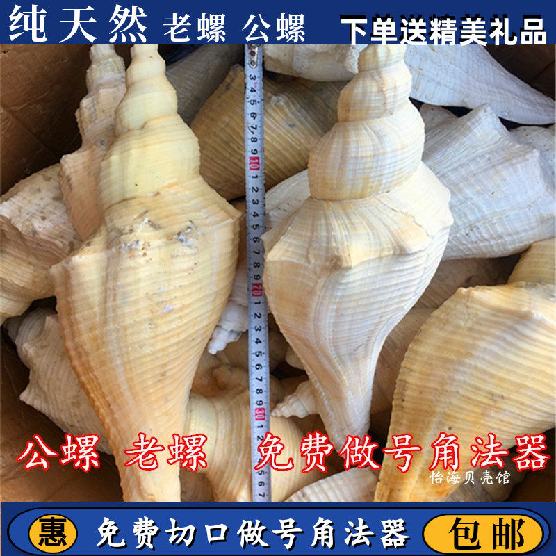 天然海螺贝壳长香螺老角螺响螺公螺密宗法器法事道士号角螺号包邮