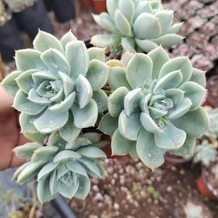 ３颗月亮仙子 老品种很好养 多肉植物无根砍头苗肉肉种苗盆栽经典