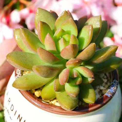 很耐寒的多肉植物黄丽好养