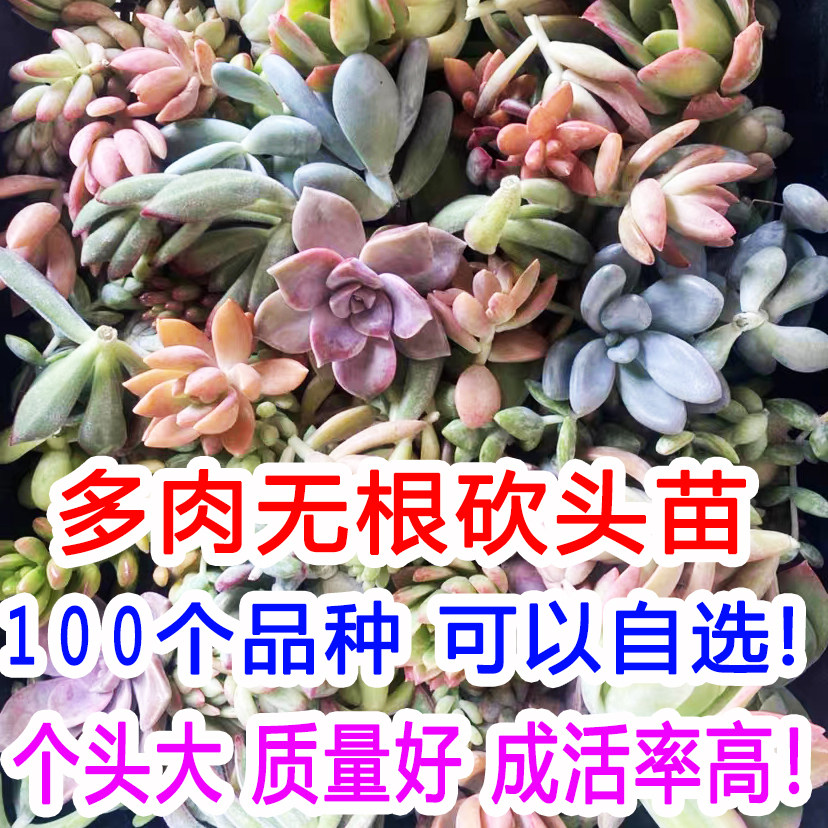 1２0种可以自选！质量好！多肉无根砍头苗无根肉肉种苗小苗好养活
