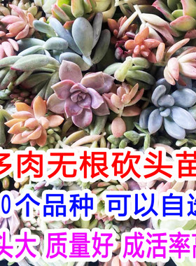 多肉砍头特价清仓100绿植阳台