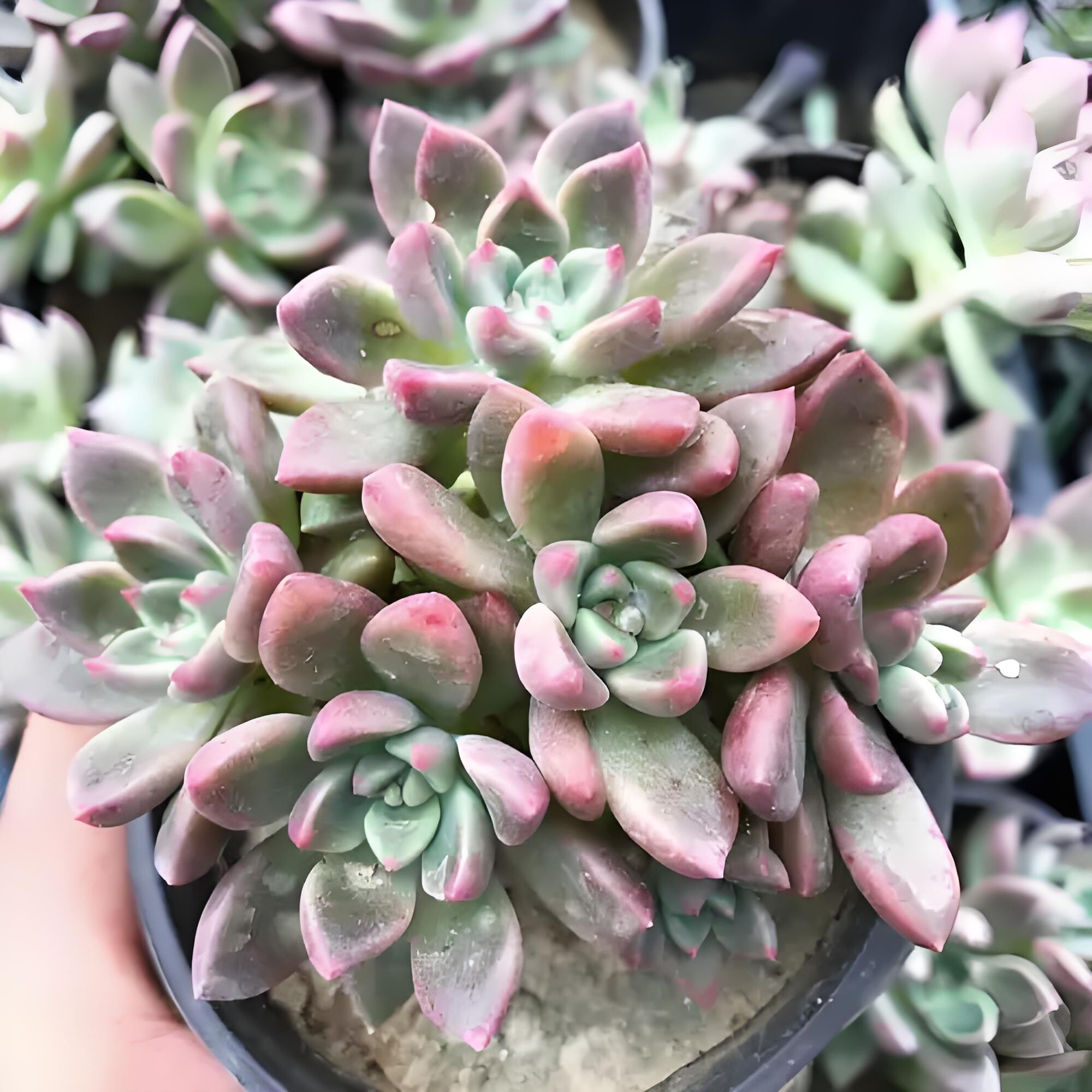 璀璨 多肉植物无根砍头苗小苗种苗盆栽肉肉 稀有贵货 非常好养