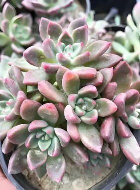璀璨 多肉植物无根砍头苗小苗种苗盆栽肉肉 稀有贵货 非常好养