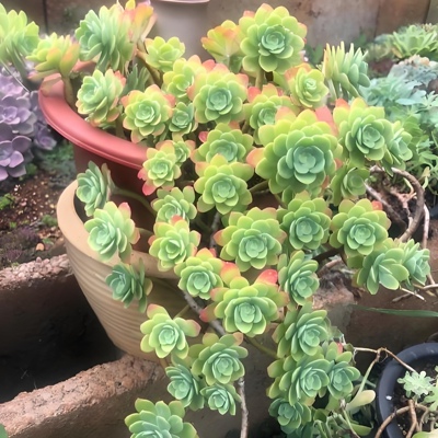 薄化妆 多肉植物组合盆栽无根砍头苗小苗种苗肉肉叶子很薄 很好养