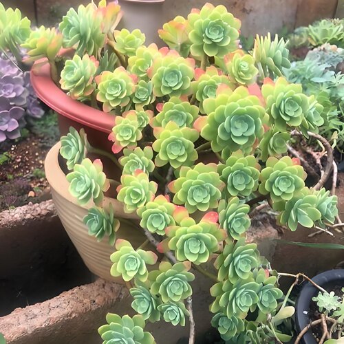 薄化妆 多肉植物组合盆栽无根砍头苗小苗种苗肉肉叶子很薄 很好养