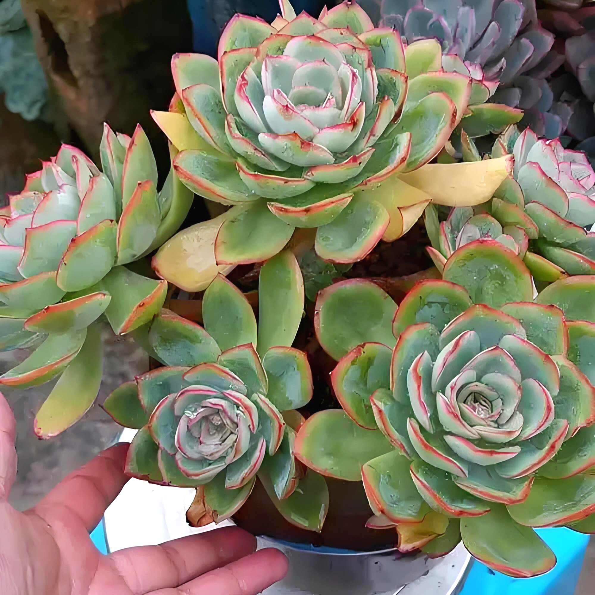 晨露 多肉植物无根砍头苗小苗种苗盆栽贵货肉肉 能长很大易爆侧芽