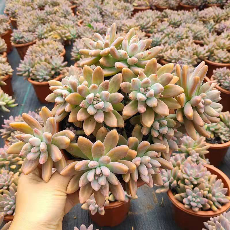 10颗 秋丽 经典多肉植物无根砍头苗 阳台肉肉种苗盆栽 新手易养活