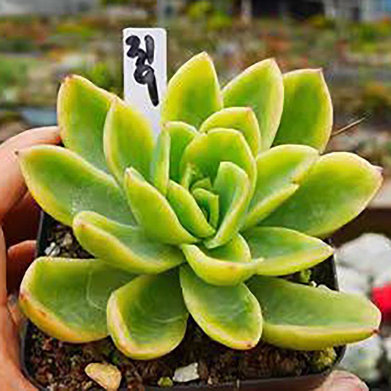 金辉　多肉植物组合盆栽无根砍头苗肉肉小苗种苗肉很厚　能长很大