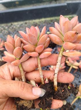 3颗吉隆月小老桩 红色肉肉多肉植物组合盆栽　越晒越红 特别好养