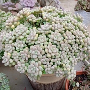 丸叶姬秋丽 多肉植物无根砍头苗小苗种苗小盆栽花瓣肉肉 容易爆盆