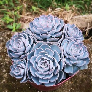 蓝石莲 多肉植物莲花座无根砍头苗组合盆栽肉肉花 浅兰或淡紫色