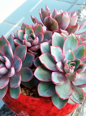 赫拉 紫色多肉植物无根砍头苗小苗种苗盆栽肉肉稀有贵货 非常好养