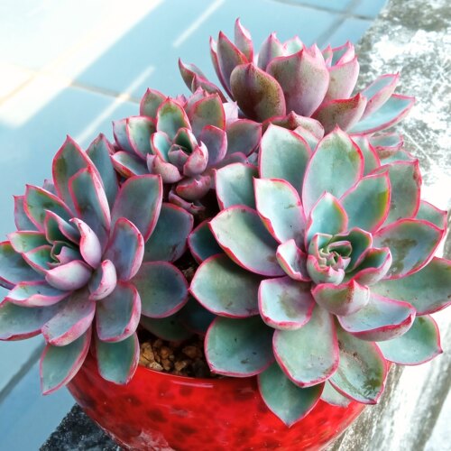 赫拉 紫色多肉植物无根砍头苗小苗种苗盆栽肉肉稀有贵货 非常好养