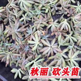 超便宜 多肉植物小苗种苗肉肉耐寒耐晒 １００个秋丽无根砍头苗