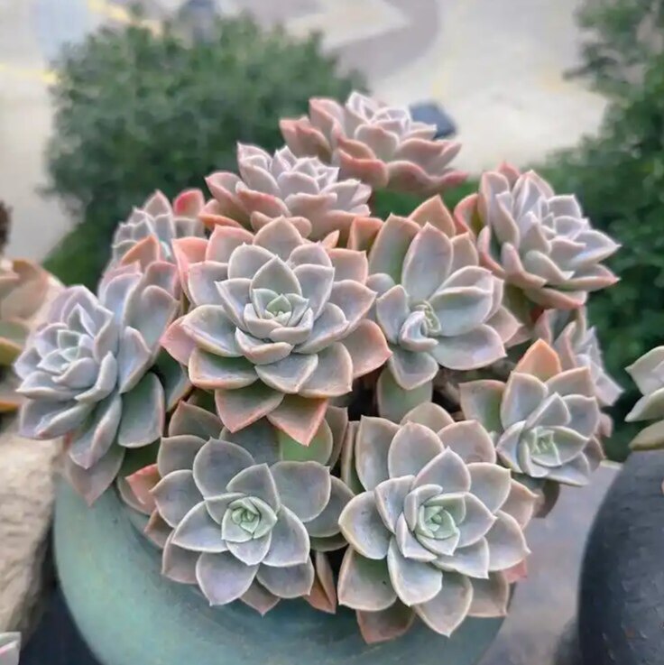 哈里沃森 多肉植物无根砍头苗小苗种苗盆栽肉肉稀有贵货 非常好养