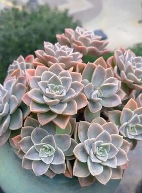 哈里沃森 多肉植物无根砍头苗小苗种苗盆栽肉肉稀有贵货 非常好养