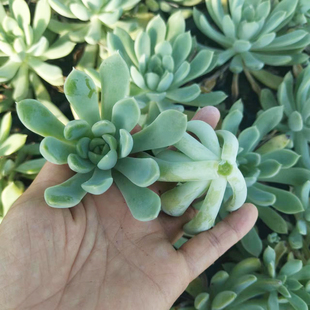 可以长很大 迈达斯国王多肉植物肉肉小盆栽组合无根砍头苗种苗