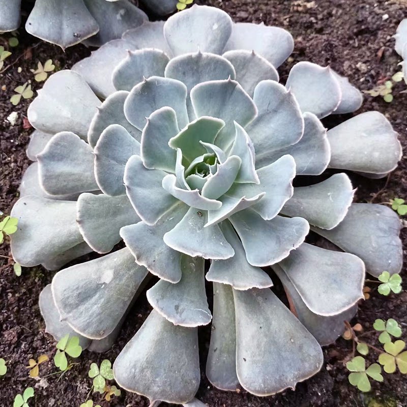 沙漠之星 多肉植物无根砍头苗 肉肉种苗 阳台盆栽 新手易养活