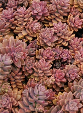 姬胧月 多肉植物无根砍头苗有根小苗红色肉肉耐寒耐晒 越晒越红