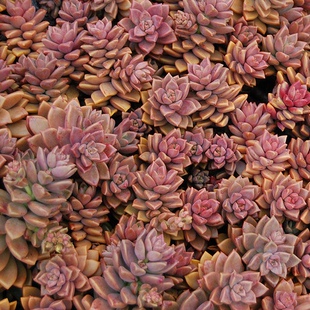 姬胧月 多肉植物无根砍头苗有根小苗红色肉肉耐寒耐晒 越晒越红