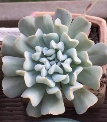 特玉莲 多肉植物无根砍头苗小苗种苗盆栽肉肉 稀有贵货 心形叶片