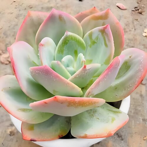 白凤 多肉植物无根砍头苗小苗种苗盆栽肉肉贵货 叶片厚实能长很大