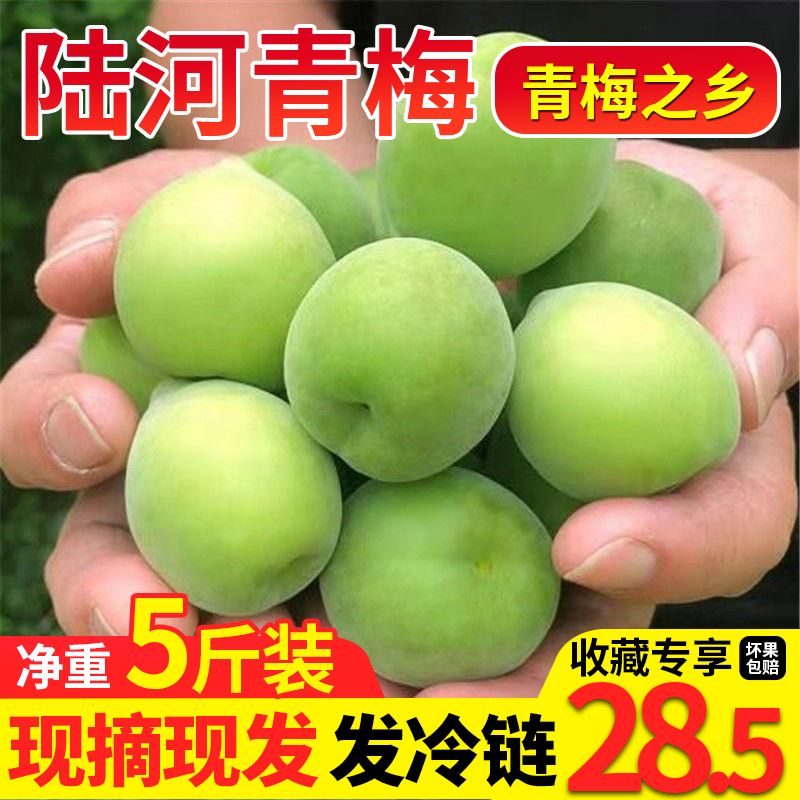 陆河青梅果新鲜高山青竹梅现摘野生泡酒酸梅子孕妇水果酵素包邮