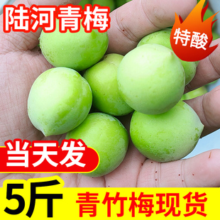陆河青梅果新鲜高山现摘野生泡酒酸梅子孕妇水果酵素冷链包装生吃
