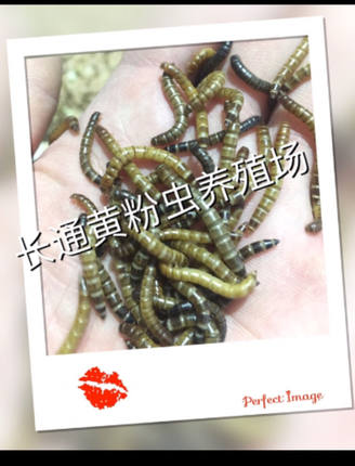 黑粉虫 种虫可繁殖 黑粉虫幼虫  高营养 小黑粉虫1000条