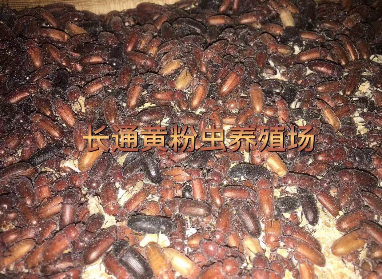 手工精选 黄粉虫成虫产出的幼虫可作宠物 鸡 鹅 石蛙等活体的饲料